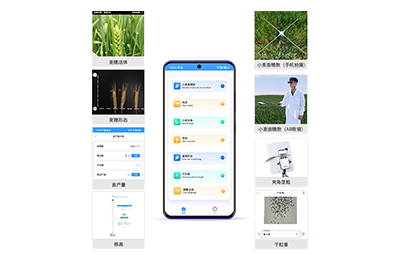 松江区小麦表型测量仪IN-XM05